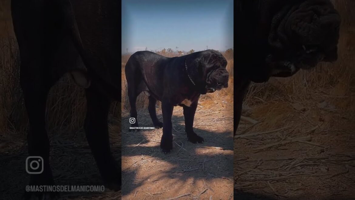 ナポリタン・マスティフの成長と動き #mastiffbreed #mastiffdog #neapolitanmastiff