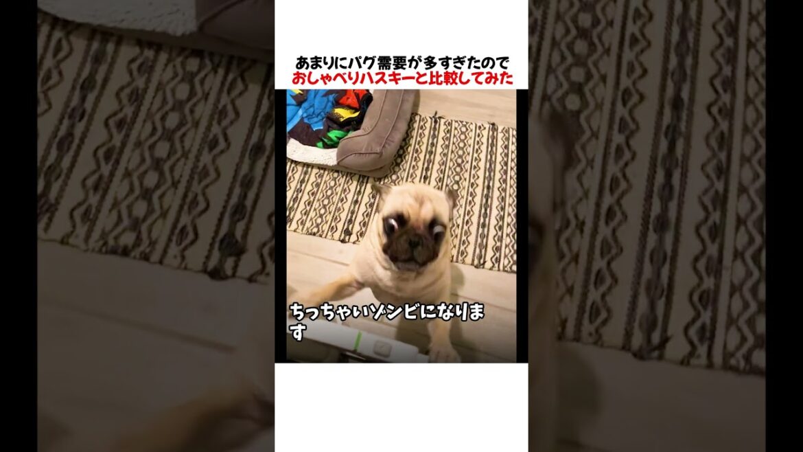 あまりにパグ需要が多すぎたのでおしゃべりハスキーと比較してみた結果wwwww