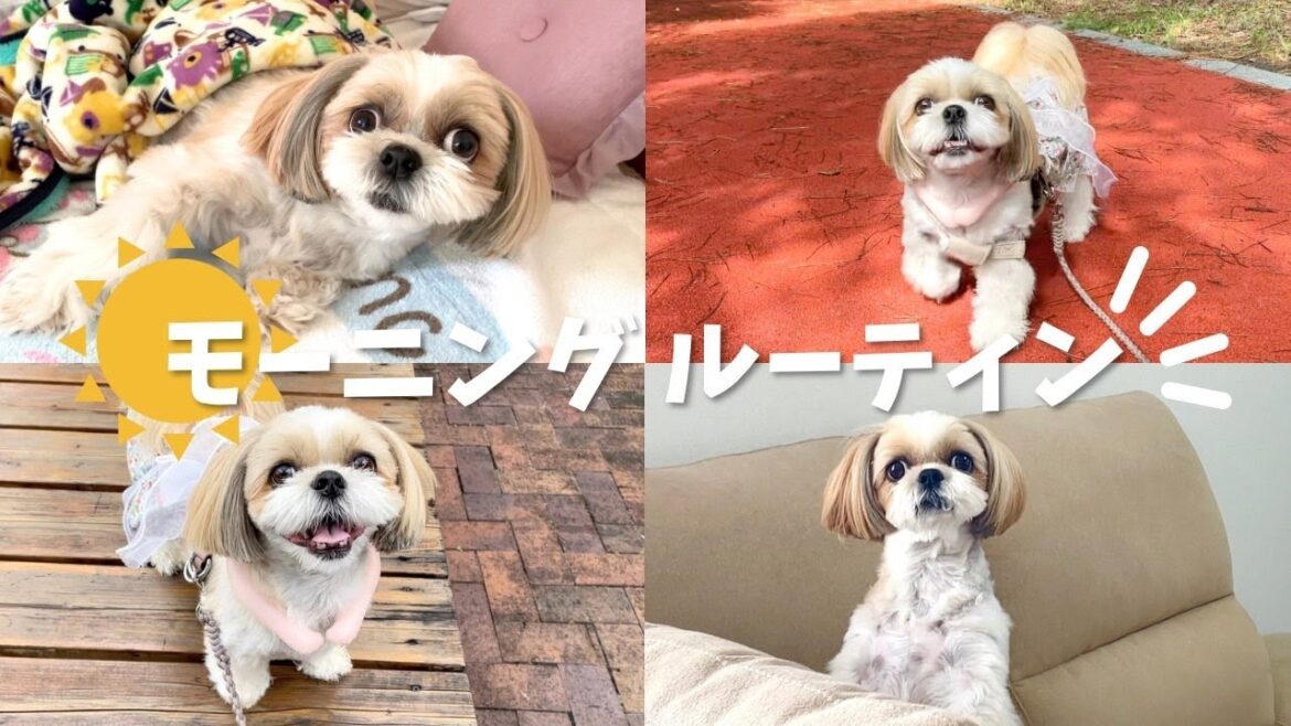【シーズー】シーズーななちゃんのモーニングルーティン🐶☀️