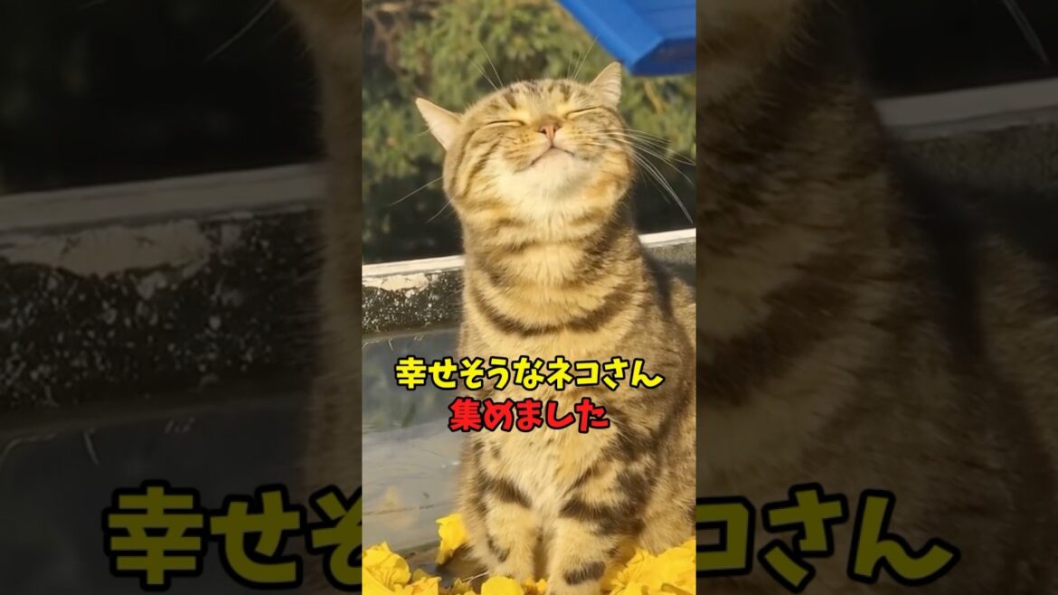 幸せそうな猫さん集めました#猫　#猫のいる暮らし　#猫動画　#ねこ　#可愛い　#ペット　#かわいい　#2ch