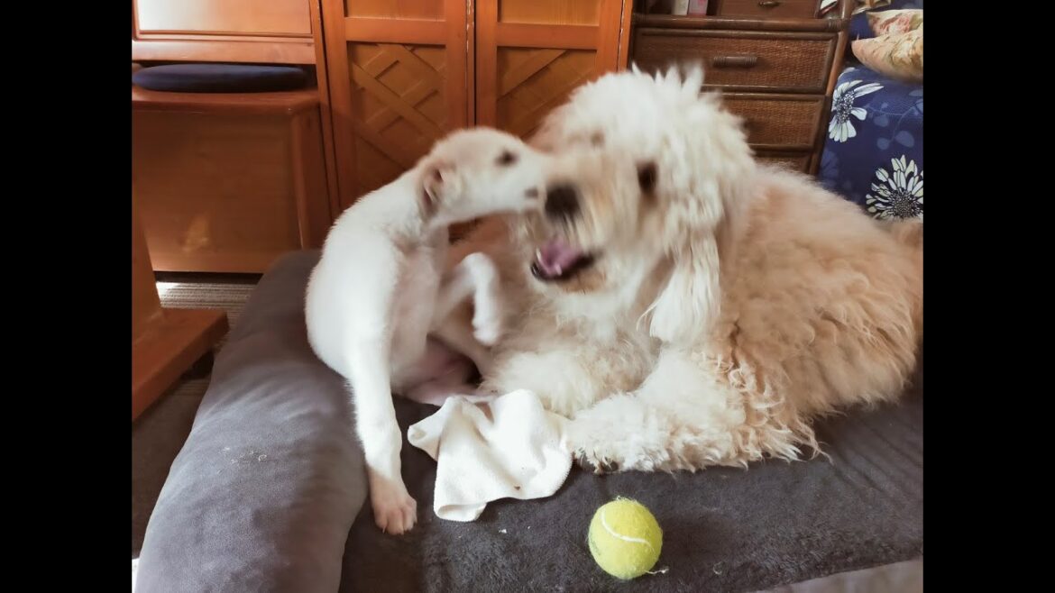 ボルゾイ生後65日とゴールデンドゥードル1歳7か月