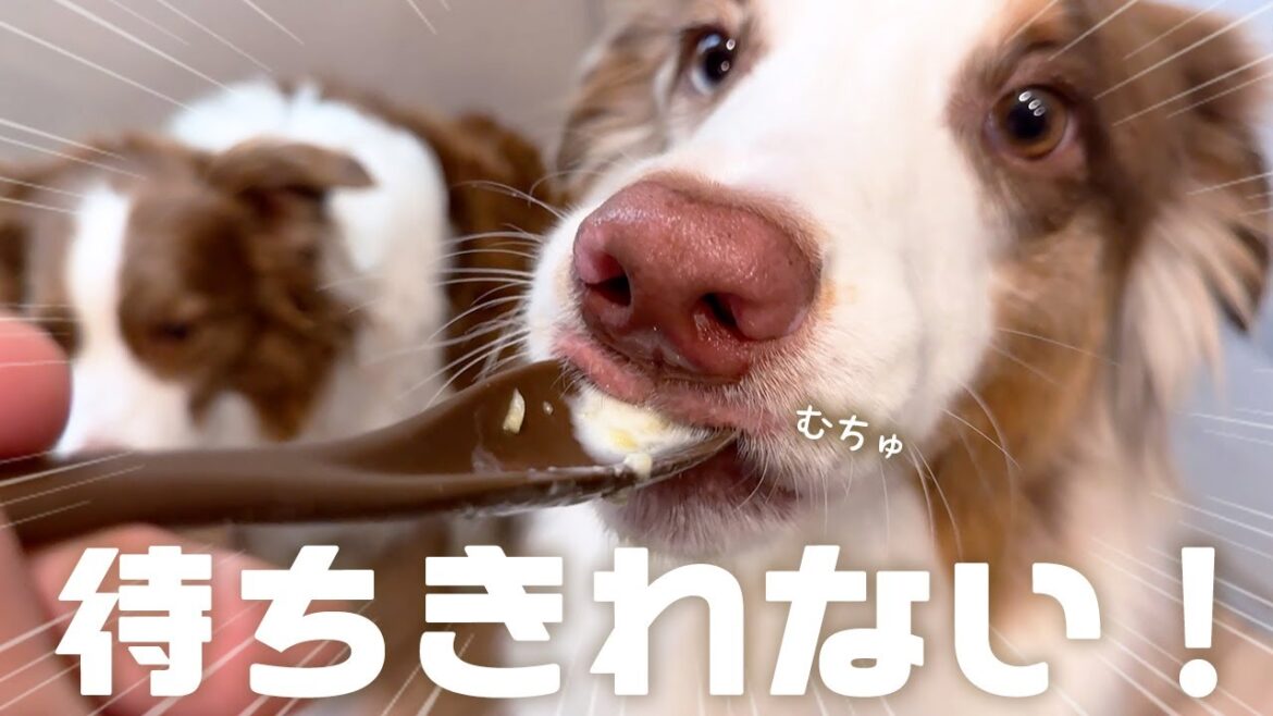 手作りアイスが待ち遠しくて片時も離れない犬達が可愛すぎる😂【ボーダーコリー・オーストラリアンシェパード】 手作りアイスが待ち遠しくて片時も離れない犬達が可愛すぎる😂【ボーダーコリー・オーストラリアンシェパード】