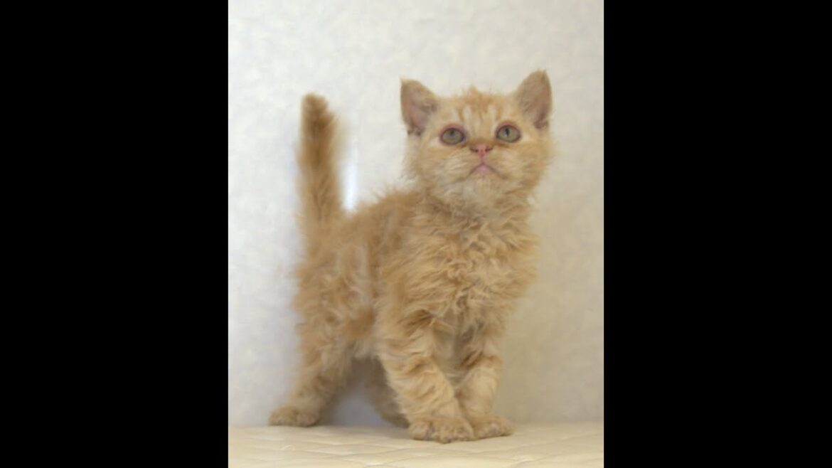 セルカークレックス子猫　Selkirk Rex　2025.5.28産まれ　レッドタビー　巻き毛　セミロング　男の子　シーダキャット猫のお店