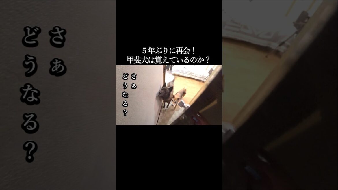 ５年ぶりに再会！果たして甲斐犬は覚えているのか？　#甲斐犬 #柴犬 #youtubeshorts