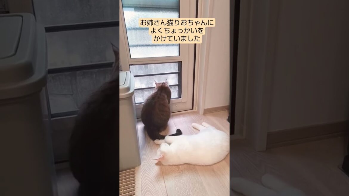 よくちょっかいをかけていた頃　#catvideo #catlovers