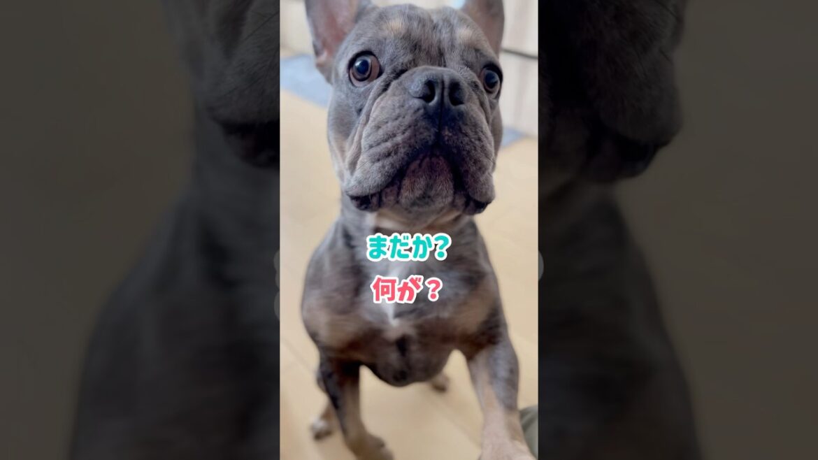あわよくば…的な愛犬の催促w #shorts