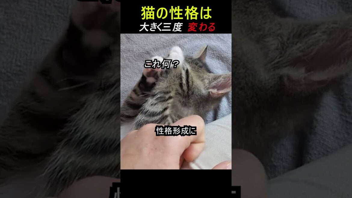 猫の性格はく3回変わる