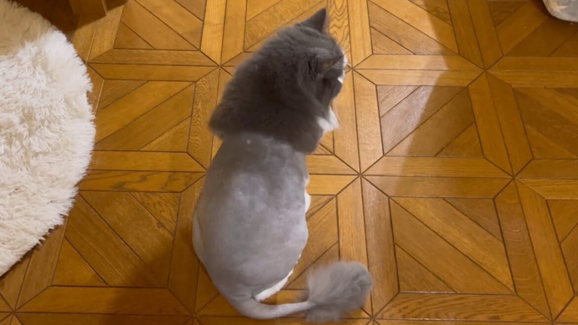 【サマーカット】もふもふノルウェージャンフォレストキャットのシャールくん、トリミングに行ってきました。 【サマーカット】もふもふノルウェージャンフォレストキャットのシャールくん、トリミングに行ってきました。