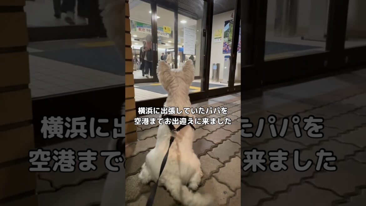 日帰り出張で空港に最終便で帰ってきたパパを全力でお出迎えするわんこ #ウェスティ #ウエストハイランドホワイトテリア #shorts