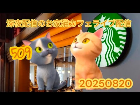 深夜のお家猫カフェライブ配信 509 深夜のお家猫カフェライブ配信 509