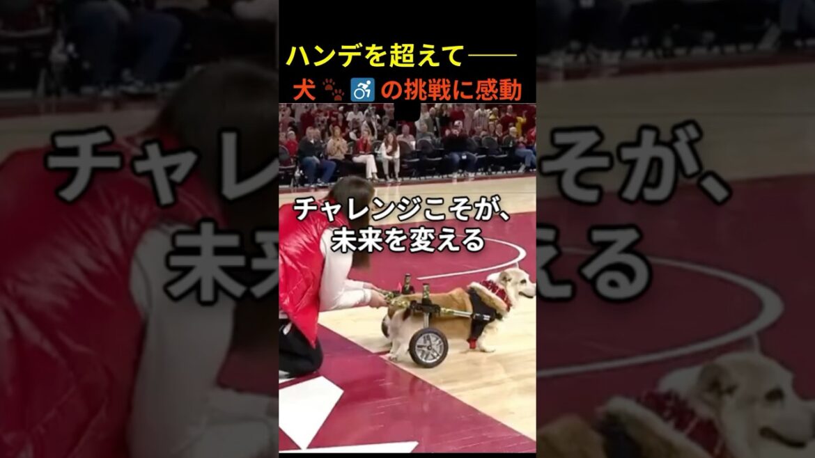 ハンデを超えて――犬の挑戦に感動🐾 チャレンジこそが未来を変える #犬の挑戦 #感動動画 #コーギー