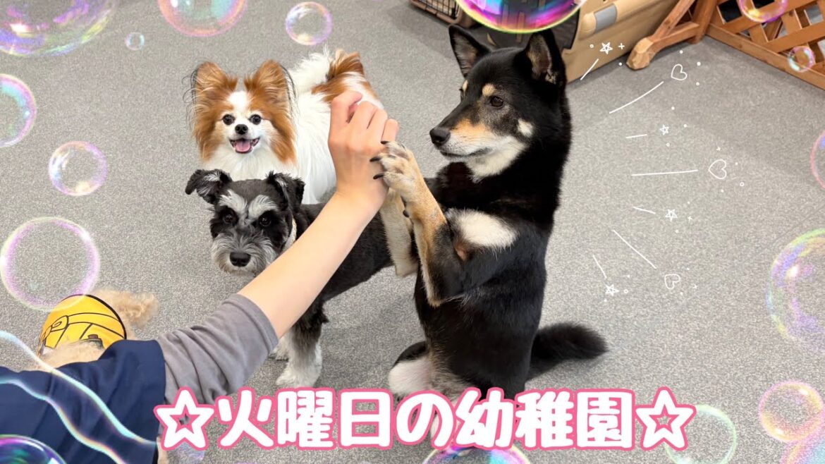 【犬の幼稚園】☆火曜日の幼稚園☆(万代店)