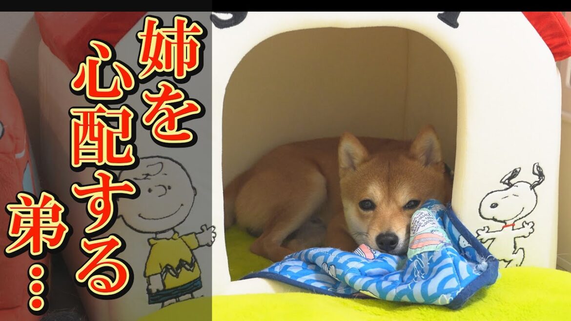 病院へ行った姉柴犬を心配し、引きこもってしまった弟・・・