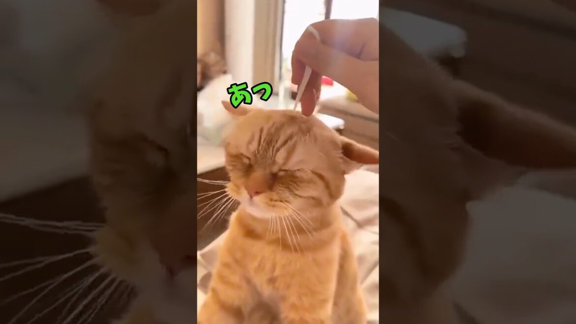 猫が可愛すぎるんじゃ！ #猫 #cat #cats #cute