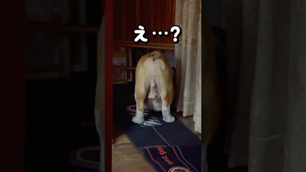 元気なじいちゃんまたやりよったpart2#ブルドッグまめ #bulldog #まめりき