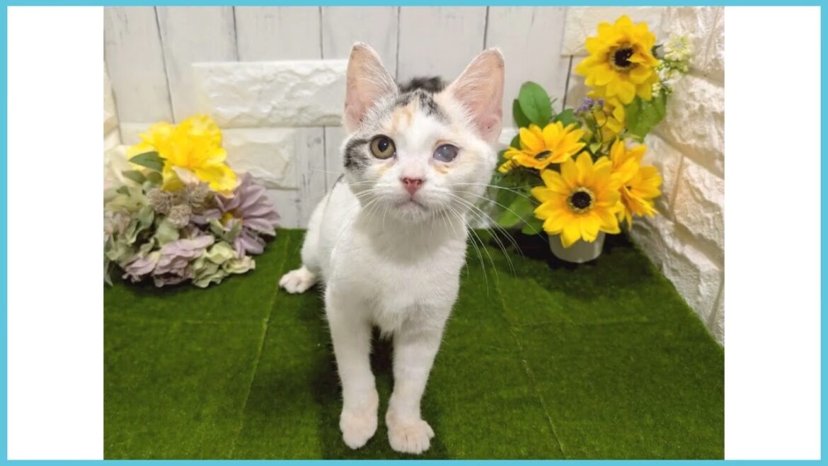 Coo&RIKU　No.00727787 アメリカンカール