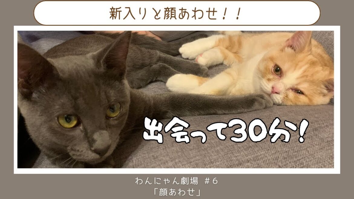 ＃６ 「新入り動画】先住猫と新入りの打ち解け方が半端ない