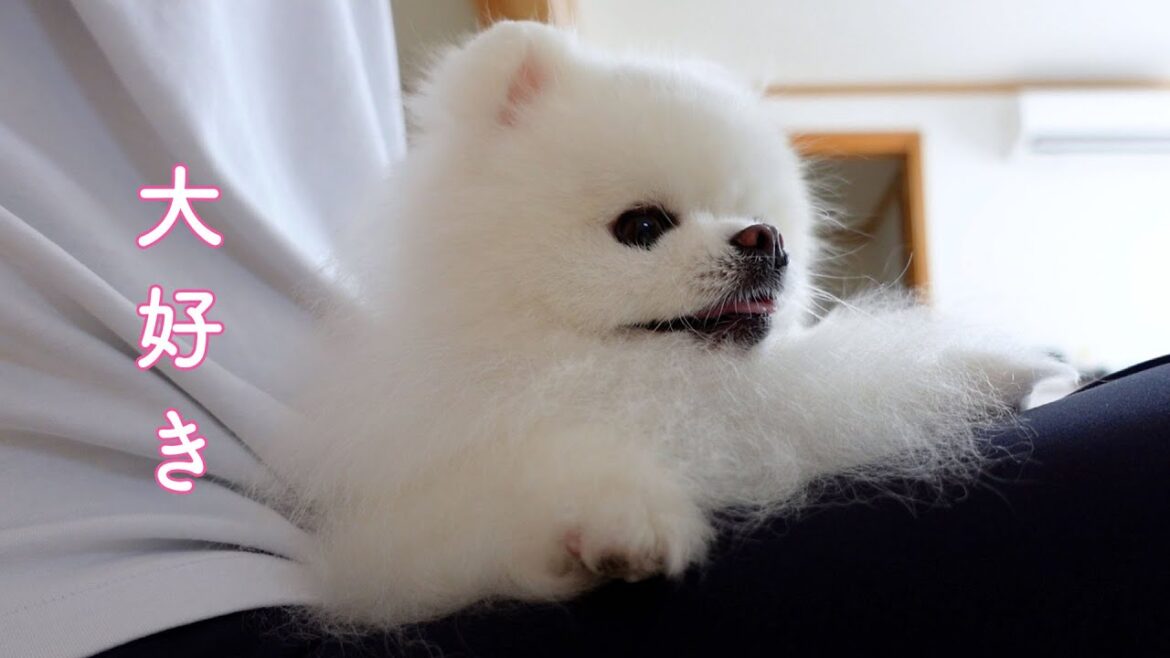 世界で一番飼い主の膝の上が好きなポメラニアン