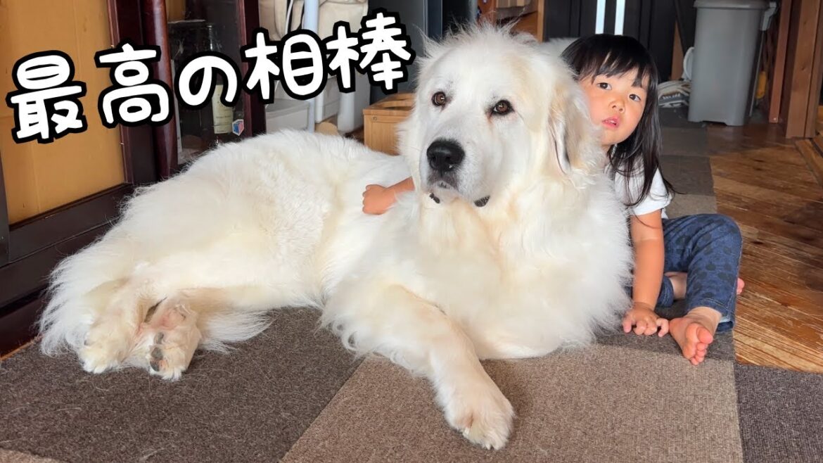 【親友】嫌なことがあった時はすぐに超大型犬に甘えて癒してもらう３歳児がこちらです｜グレートピレニーズ&オールドイングリッシュシープドッグ&トイプードル