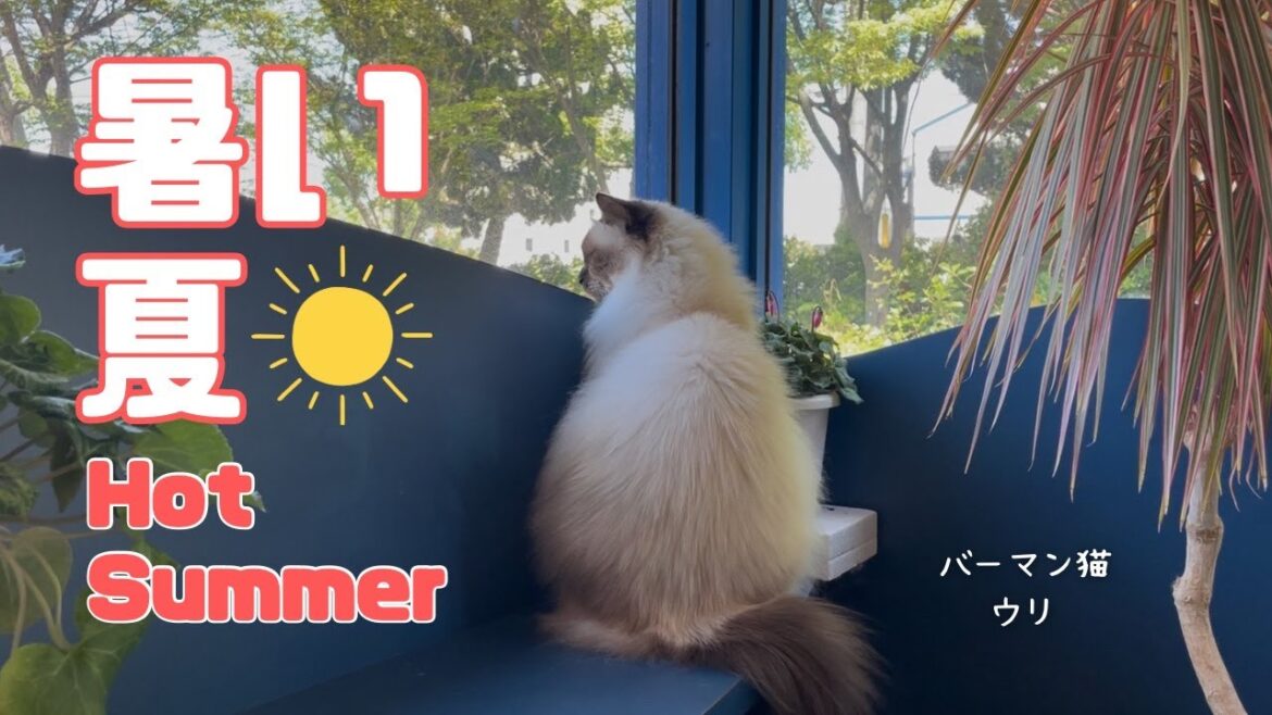 バーマン猫ウリ【暑い夏】Hot Summer（バーマン猫）Birman/Cat