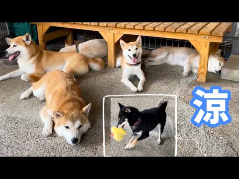 自由に暮らしている柴犬たちを見ると癒されます 自由に暮らしている柴犬たちを見ると癒されます