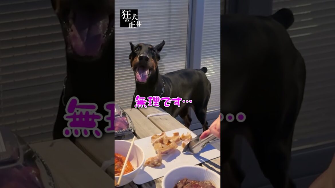 豚の耳を食いちぎる犬 #ドーベルマン #大型犬との暮らし