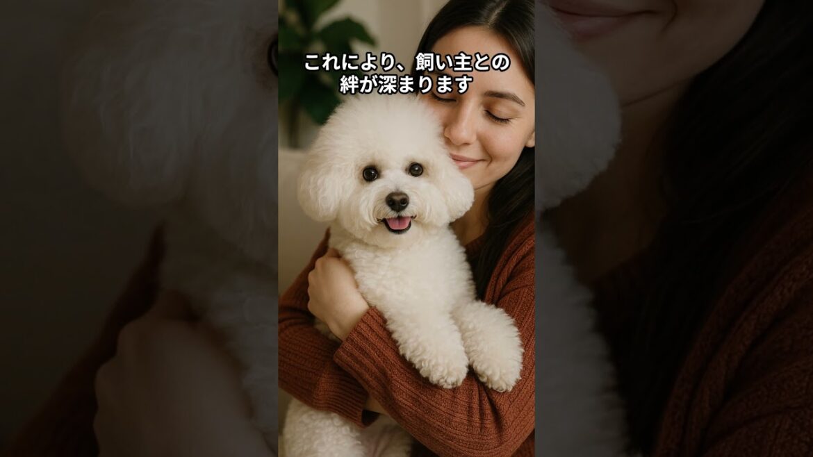 ビションフリーゼの可愛すぎる習慣５選　　 #ビションフリーゼ #犬 #動物動画 #dog #犬のいる暮らし