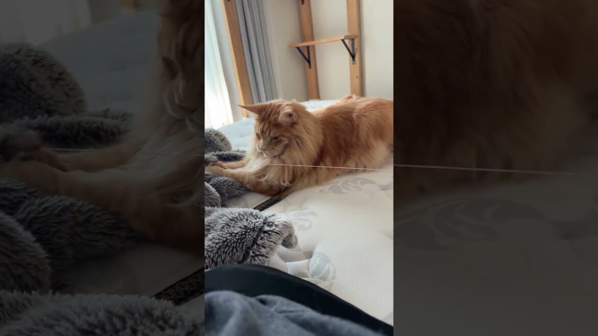 ネズー🐭大興奮のオリバー🦁🐾 #mainecoon