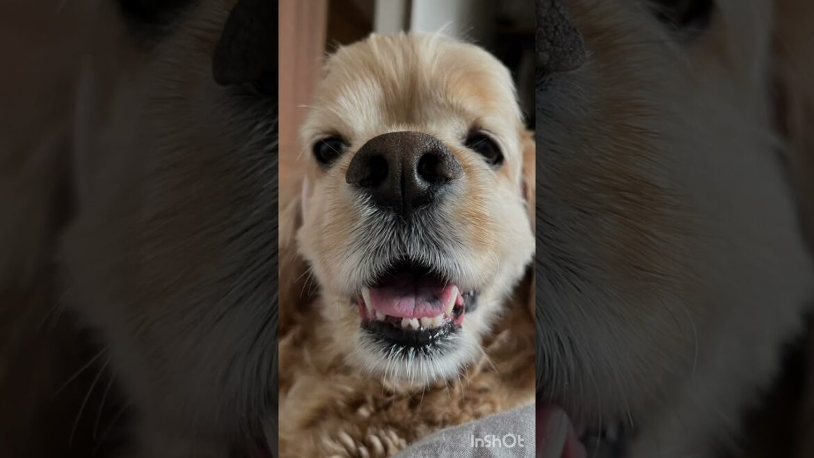 ぺーちゃんどいて #shorts #アメリカンコッカースパニエル #アメコカ