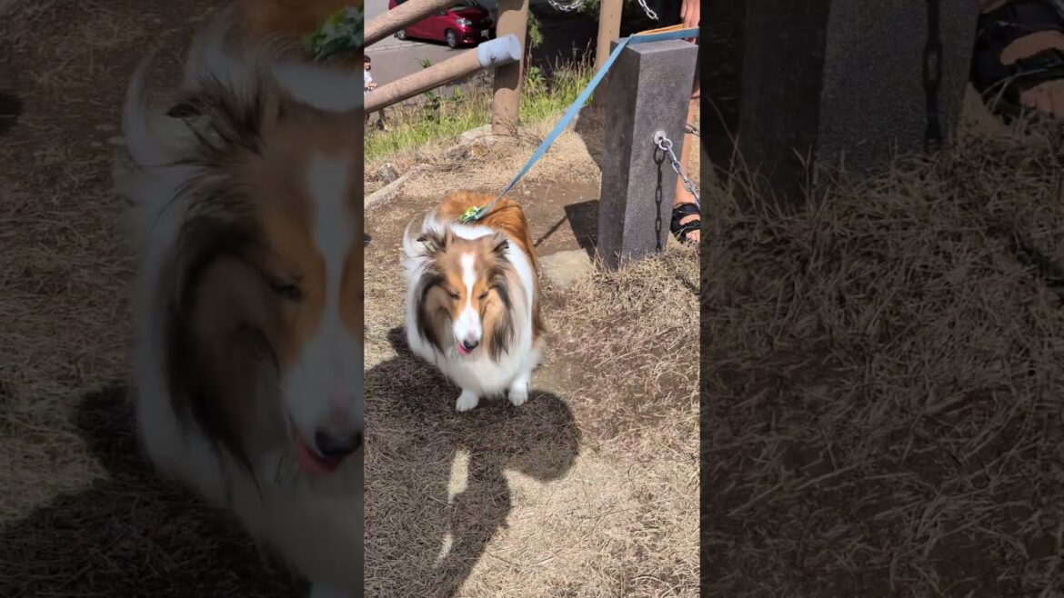 もふもふシェルティくんの挑戦！　富士は、日本一の山（笑）#シェルティ