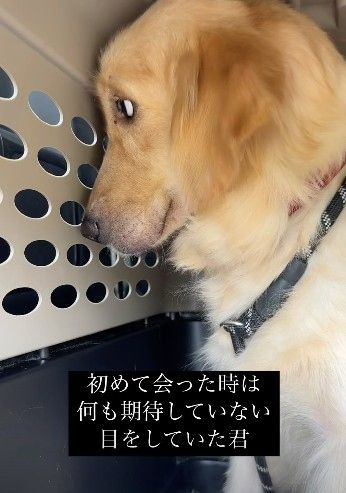 感情を失った“繁殖引退犬”を保護して1ヵ月後…激変した姿に「全然違う!」「涙が止まりません」「幸せになって」 | | ORICON NEWS 感情を失った“繁殖引退犬”を保護して1ヵ月後…激変した姿に「全然違う!」「涙が止まりません」「幸せになって」 | | ORICON NEWS