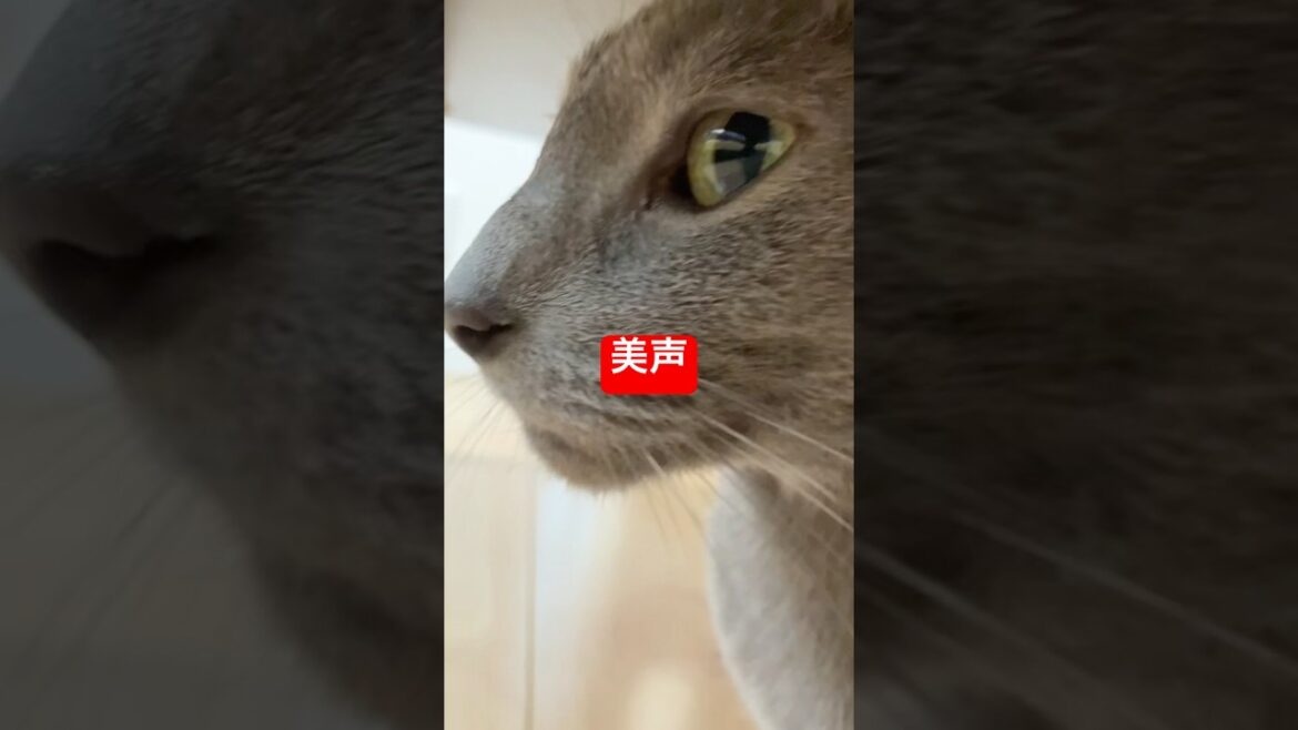 飼い主の美声に酔いしれる猫#ロシアンブルー #猫