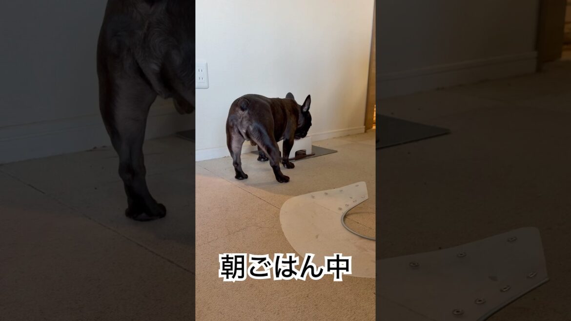 【今朝の凛さん】朝ごはん終盤のフレンチブルドッグ🐶#frenchbulldog #frenchbulldoglife #frenchie#shorts 【今朝の凛さん】朝ごはん終盤のフレンチブルドッグ🐶#frenchbulldog #frenchbulldoglife #frenchie#shorts