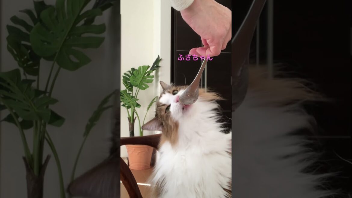 ふさちゃんの朝食#shorts #ノルウェージャンフォレストキャット #cat #猫のいる暮らし #猫 #pets