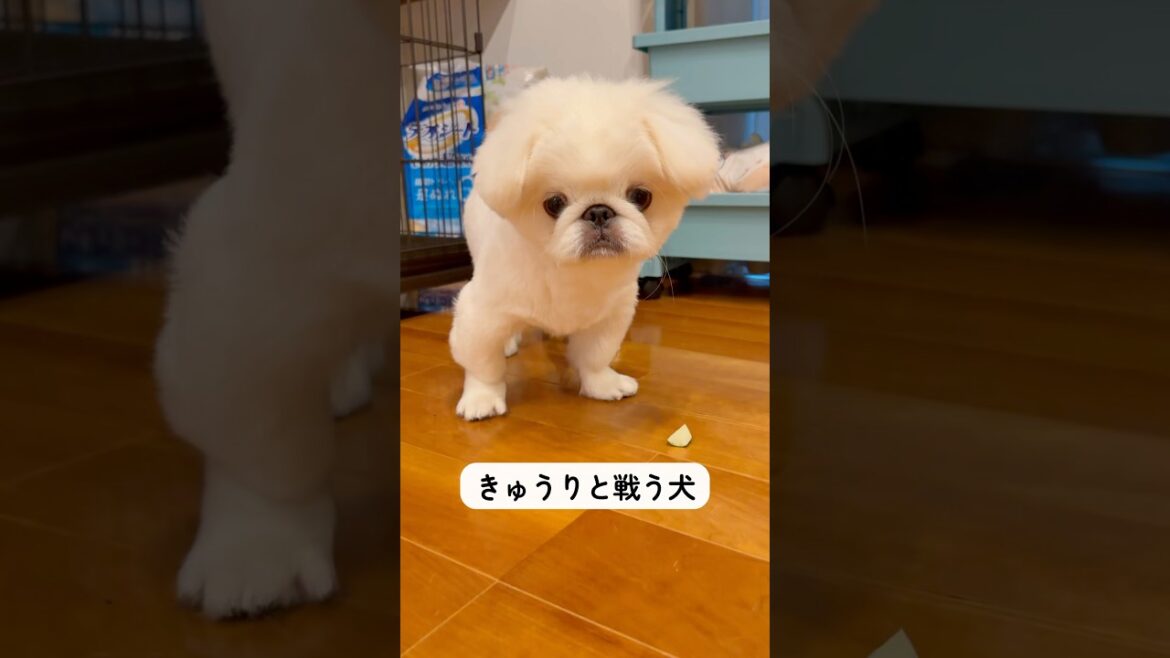 【きゅうりVS犬】瓜系はちょっと… #犬のいる生活 #ペキニーズ 【きゅうりVS犬】瓜系はちょっと... #犬のいる生活 #ペキニーズ