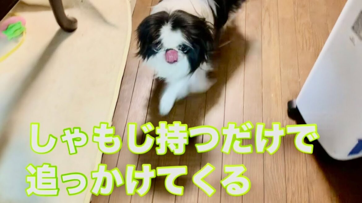 10歳半慢性膵炎狆ちゃんの食事の回数と食いっぷりが過去一