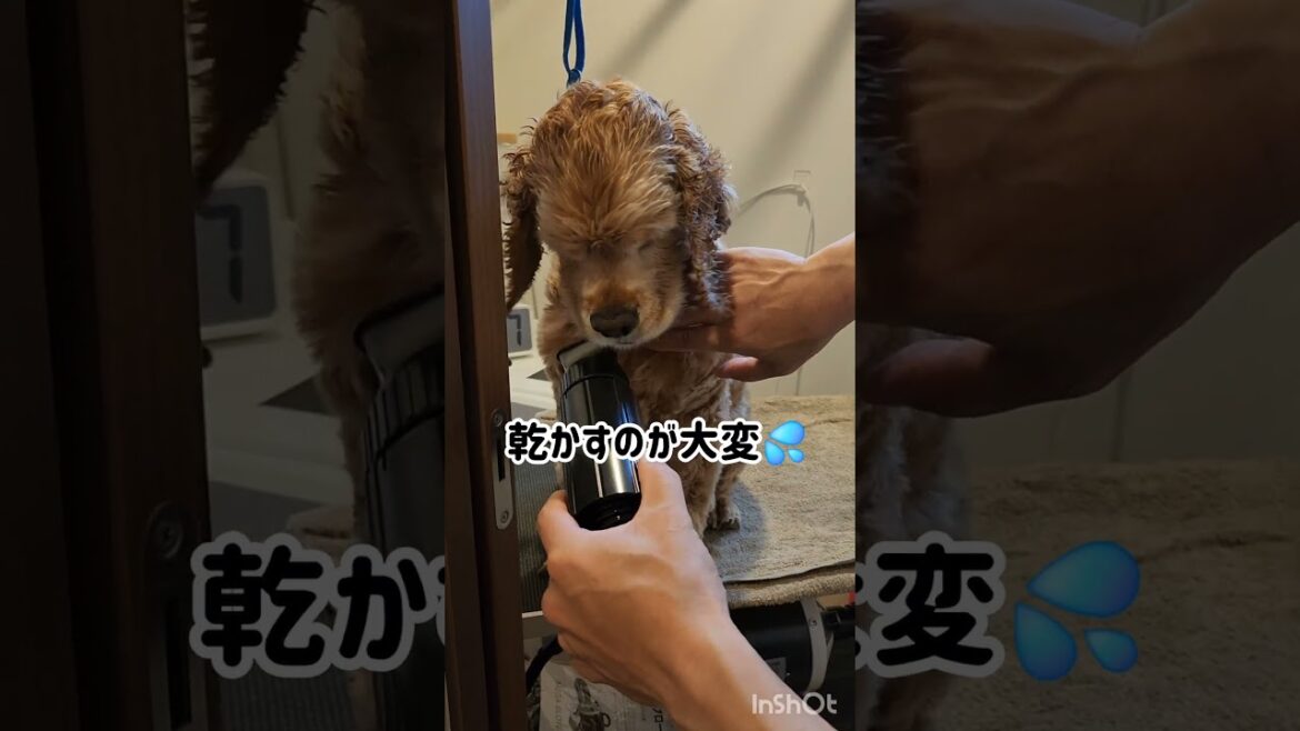 ペットドライヤー #shorts #アメリカンコッカースパニエル #アメコカ #ペットドライヤー