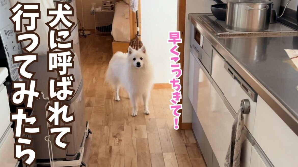 【盆休み初日】愛犬がなんどもママを寝室にご案内する理由がかわいすぎた/日本スピッツ 【盆休み初日】愛犬がなんどもママを寝室にご案内する理由がかわいすぎた/日本スピッツ