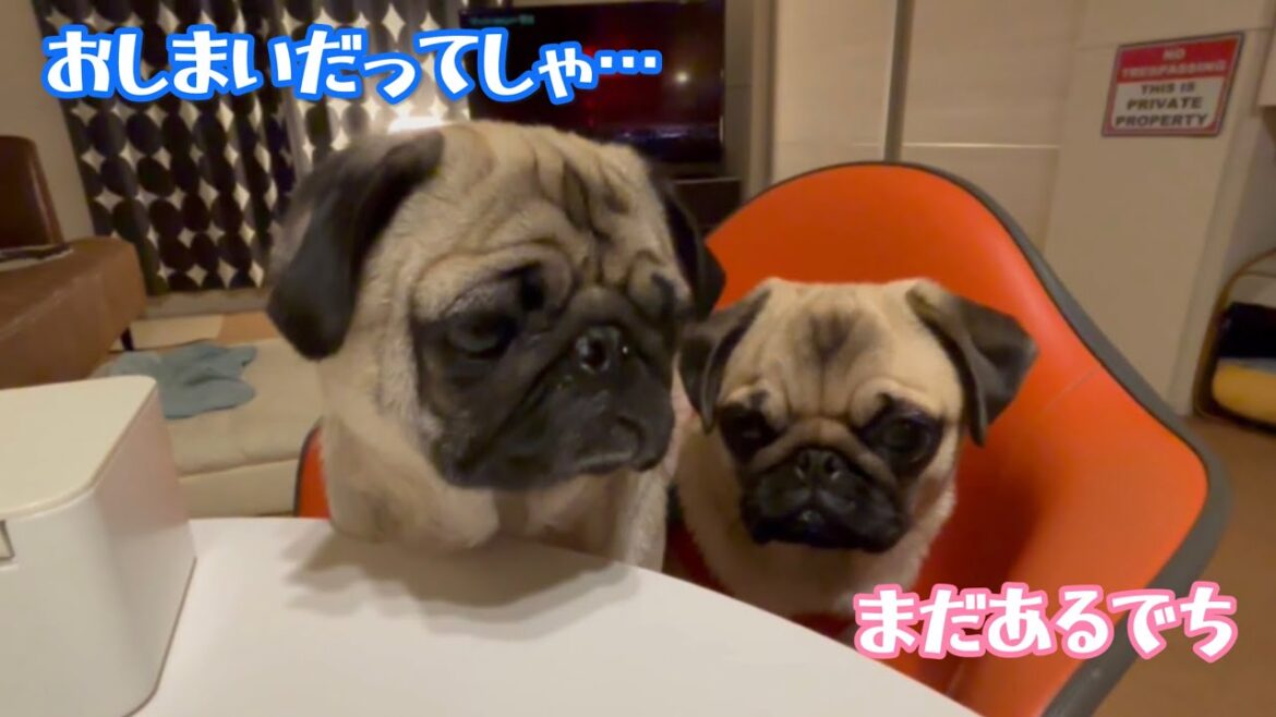 もっとあげたくなる顔をパグは絶対知っているw【パグ兄妹ナッツときのこを】