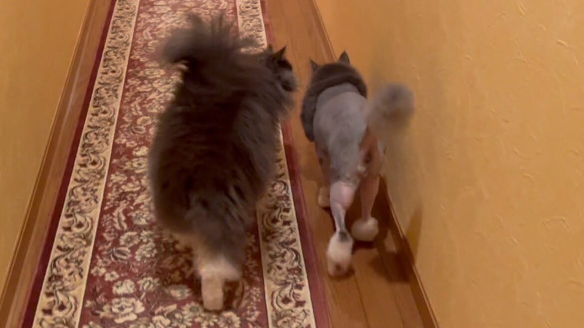 【誰⁉︎】お兄ちゃんがカット&シャンプーから帰ってきた時の、弟たちの反応がこちら！！！ノルウェージャンフォレストキャットとターキッシュアンゴラ