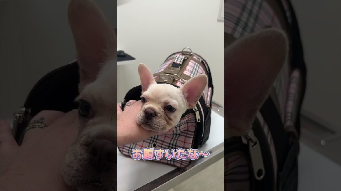 キャリーから頭だけ出してうっとりなフレンチブルドッグ
