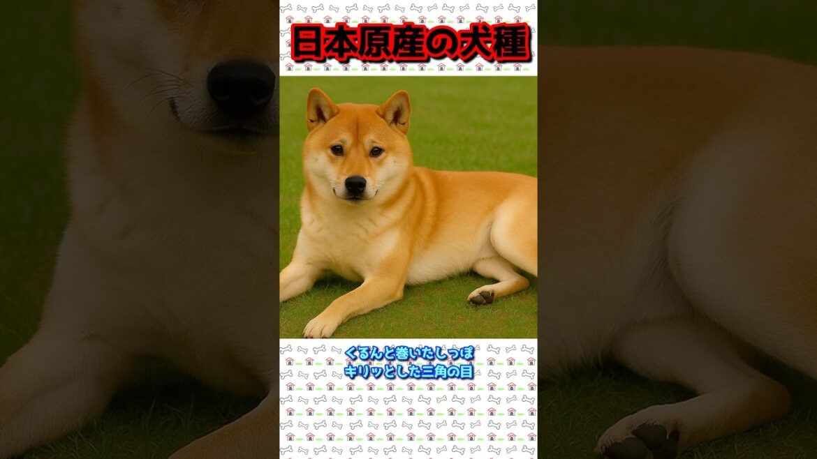 #shorts【国犬】日本原産の犬達！日本代表は狆？柴犬？秋田犬？日本原産の犬達
