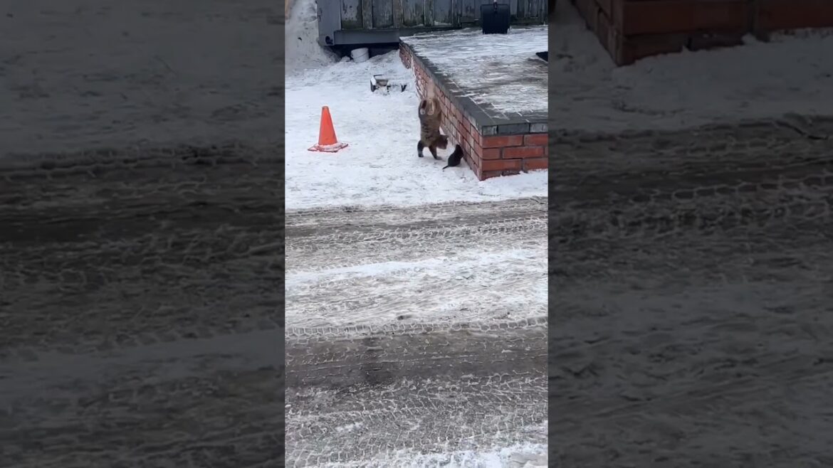Tom and jerry 🤣🤣 #kitty #puppy #wildlife #funny #shorts
