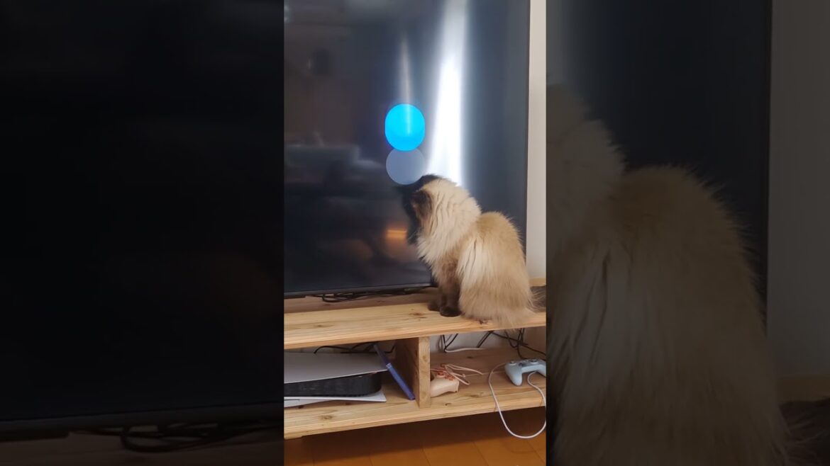 つかまえられないなぁ　#ヒマラヤン #ねこ　#猫　#猫のいる暮らし 　#猫動画