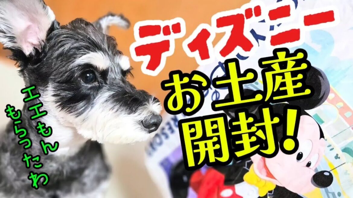 ディズニーランドのお土産開封!【ミニチュアシュナウザー】#めんまのへや#ミッキー#犬のいる生活 ディズニーランドのお土産開封!【ミニチュアシュナウザー】#めんまのへや#ミッキー#犬のいる生活