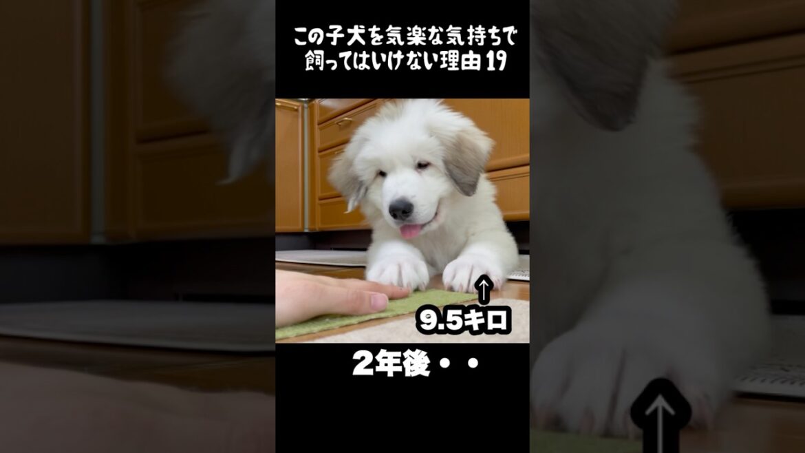 予想以上の成長をした子犬19 #greatpyrenees #犬のいる生活 #大型犬のいる生活 #大型犬と暮らす #大型犬 #グレートピレニーズ #癒し #可愛い #愛犬 #ペット