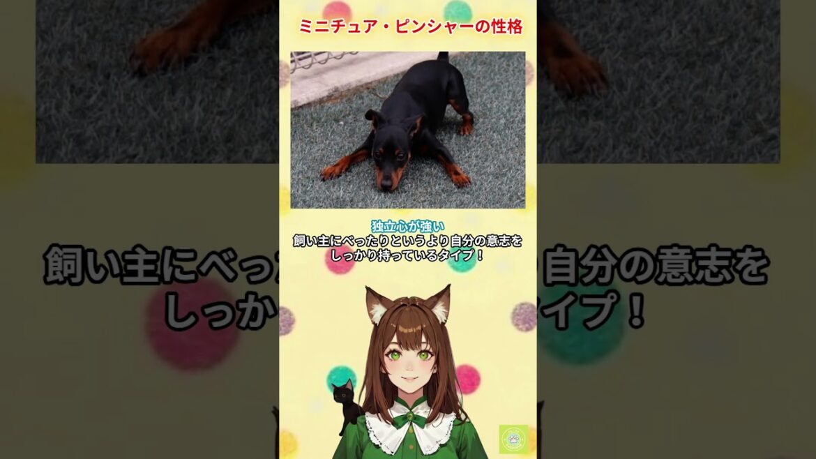【ミニチュア・ピンシャー】の性格って？飼う前に知りたい情報を発信しています。 #わんこラボ #犬の解説 #ペット #ミニチュアピンシャー