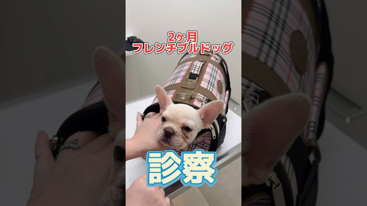 1日に水を500ml飲んで尿がたくさん出る2カ月のフレンチブルドッグが動物病院にやって来た！