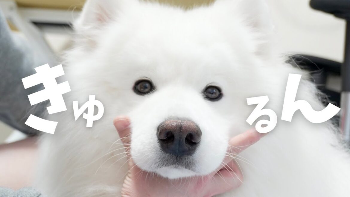 サモエドの可愛さに翻弄されまくる日