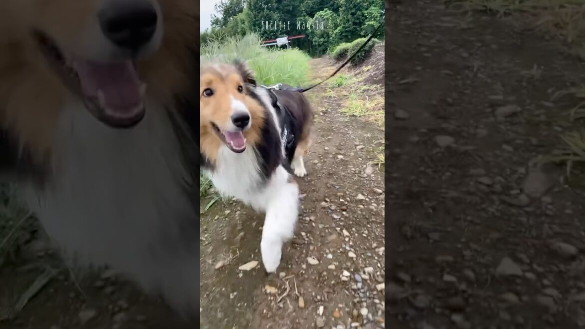 【シェルティ】道草くうよ🌱